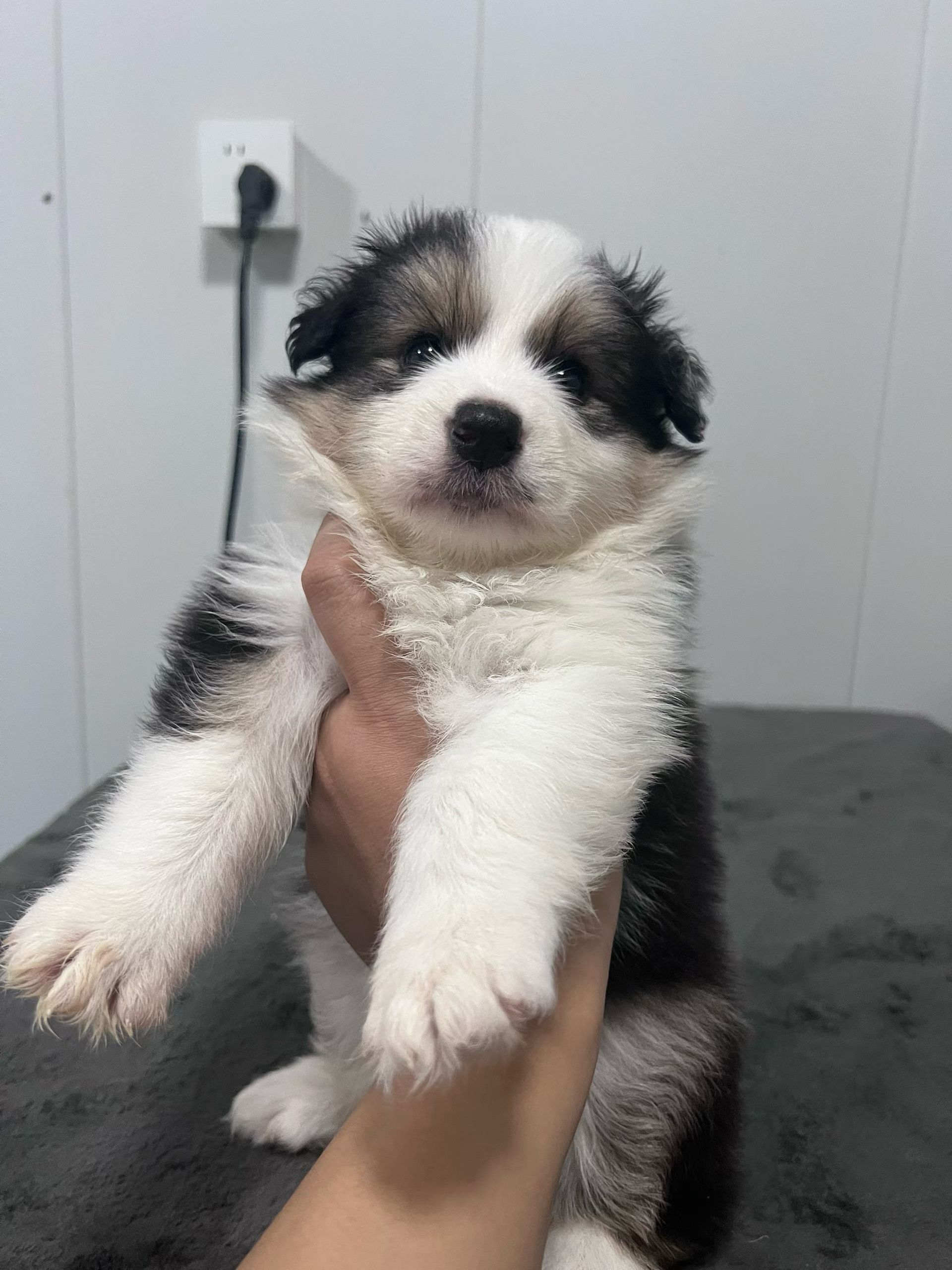 稀有黑白三色边牧妹妹